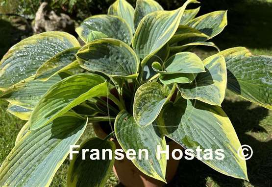 Hosta Flemish Tradition